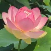 まりんの画像