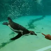 あおいの画像