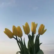 hiの画像