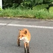 テラス