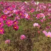 コスモスの画像