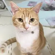 トロツナの画像