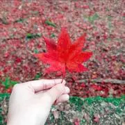 ひろえちごの画像