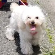 こえだちゃん