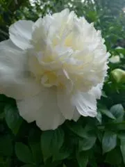 Thankslifeの画像
