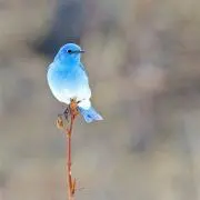 茨の画像