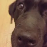 もっぴー☆