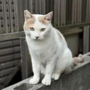 8018※8/20から24までは発送不可の画像
