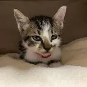 ピノ助