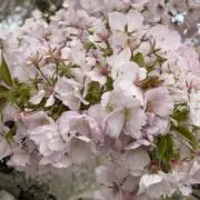 ガリーの画像