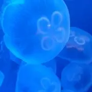 JELLYFISH8/13〜16発送不可の画像