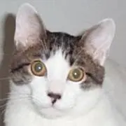 スピード出荷の猫の画像