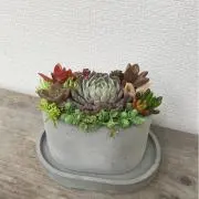 RS 平日発送の画像