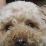 きなこの画像