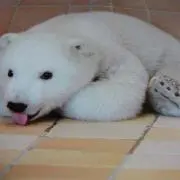 はっぱ