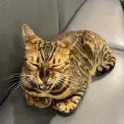 猫飼ってます　値下げ相談可能ですの画像