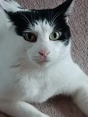 セナ