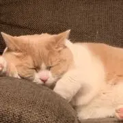 rinatanの画像