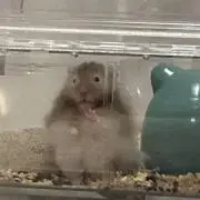 カミア