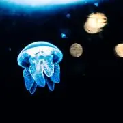 ふじまるの画像