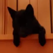 hanaの画像