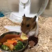 みっちーの画像