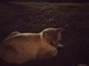 らいむの画像