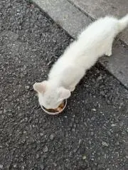 ふんわりの画像