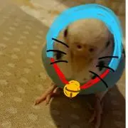 ラム