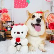 みどりの画像
