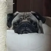 パグぞー