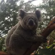 のあみの画像