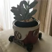 アーモンドの画像