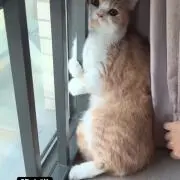 さくの画像