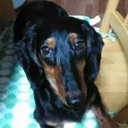 norito