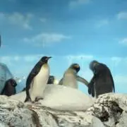 ぴぴの画像