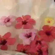 あいすの画像