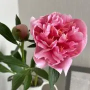 peonyの画像