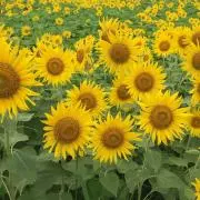 ハチの画像