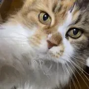 あずきなこ