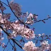 ばなな(まとめ買いでお値下げ)の画像