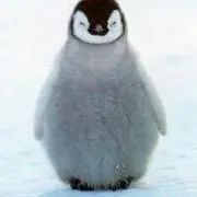 ペンギン