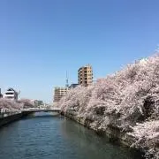 コロの画像
