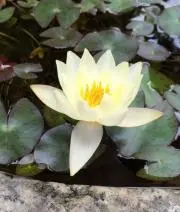 GRANDMAの画像