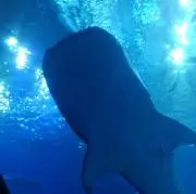 熊月の画像