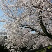 yoko