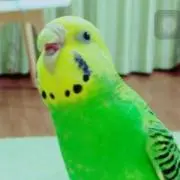 キッカー&チャーリー