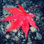 断捨離見習いの画像