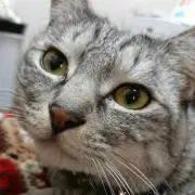 いまむーパパ
