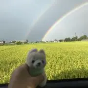 はなちゃんの画像